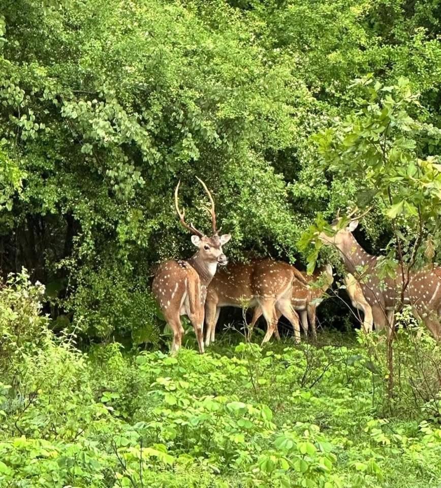 Udawalawe Wildlife & Nature Protection Bungalow Dış mekan fotoğraf